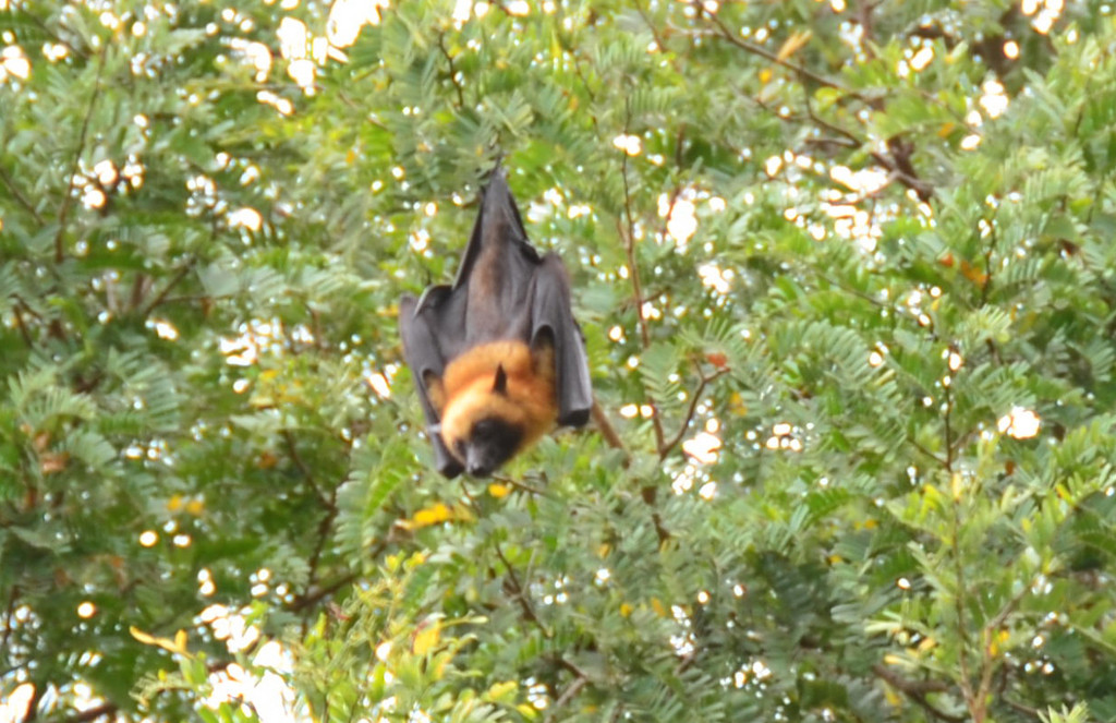 Bandrélé, Mayotte. 15 octobre 2011, 14:47.© Tobias Bührer 2011