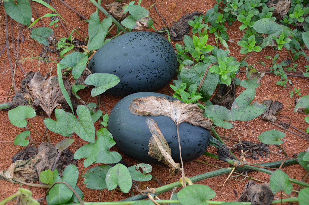 Martinique, France. 25 novembre 2012, 12:27.© Tobias Bührer 2012
