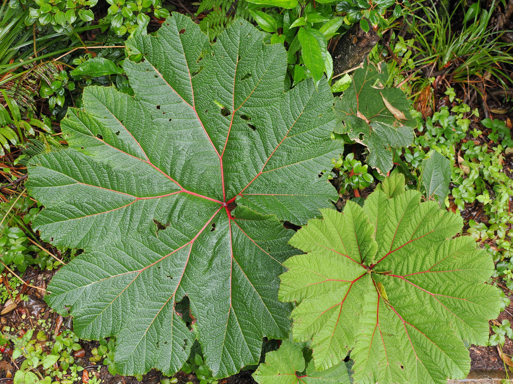 Gunnera insignisParque national du Poás, Sabana Redonda, Provincia de Alajuela, Costa Rica. 16 novembre 2024, 09:55.© Tobias Bührer 2024