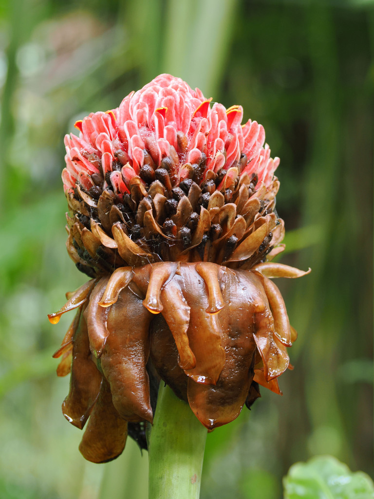 Etlingera elatiorJardin botanique Else Kientzler, San Pedro, Provincia de Alajuela, Costa Rica. 16 novembre 2024, 12:49.© Tobias Bührer 2024