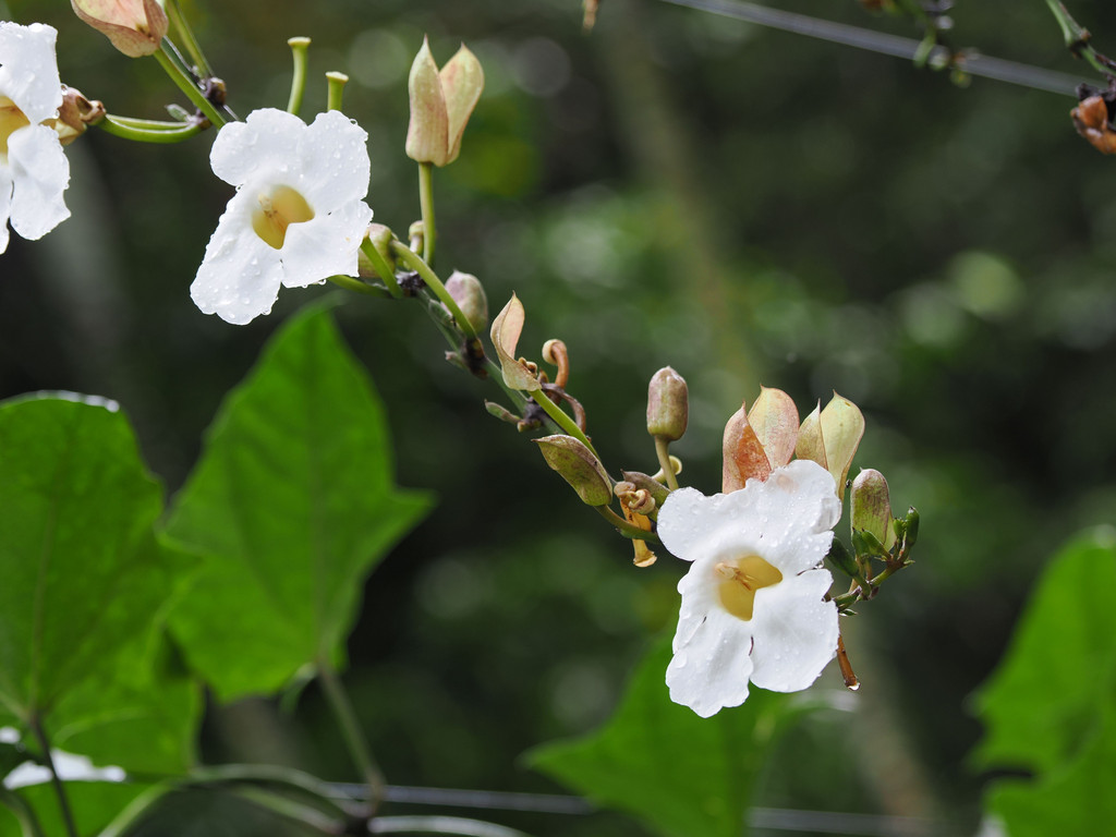 Thunbergia grandifloraJardin botanique Else Kientzler, San Pedro, Provincia de Alajuela, Costa Rica. 16 novembre 2024, 12:57.© Tobias Bührer 2024