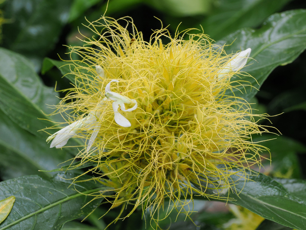 Schaueria calytrichaJardin botanique Else Kientzler, San Pedro, Provincia de Alajuela, Costa Rica. 16 novembre 2024, 13:00.© Tobias Bührer 2024