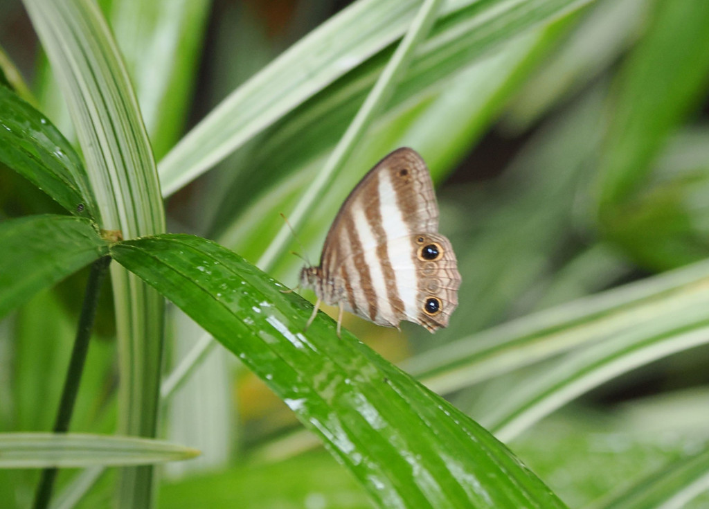 en anglais: White-banded satyrJardin botanique Else Kientzler, San Pedro, Provincia de Alajuela, Costa Rica. 16 novembre 2024, 13:02.© Tobias Bührer 2024