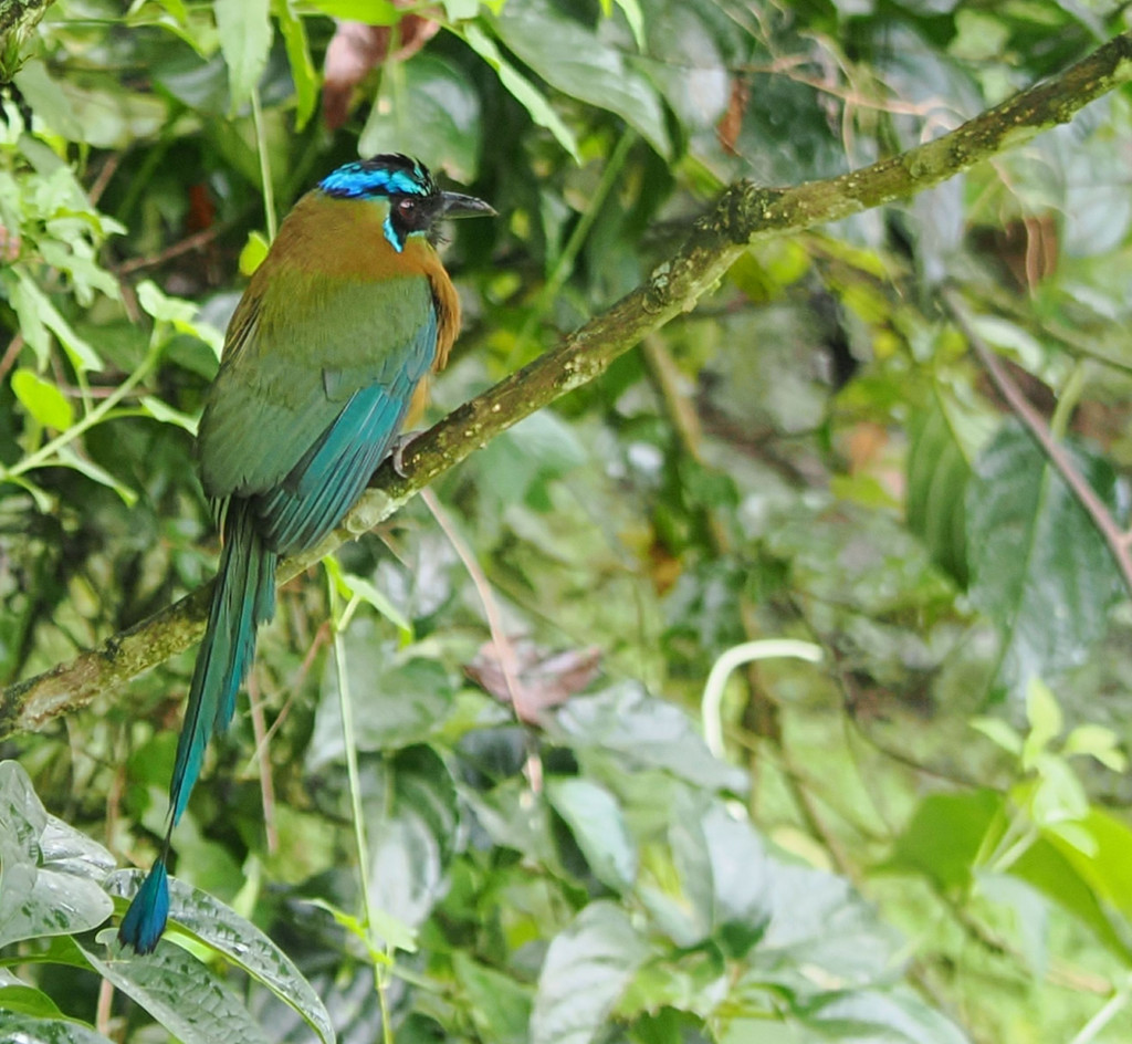 Jardin botanique Else Kientzler, San Pedro, Provincia de Alajuela, Costa Rica. 16 novembre 2024, 13:17.© Tobias Bührer 2024