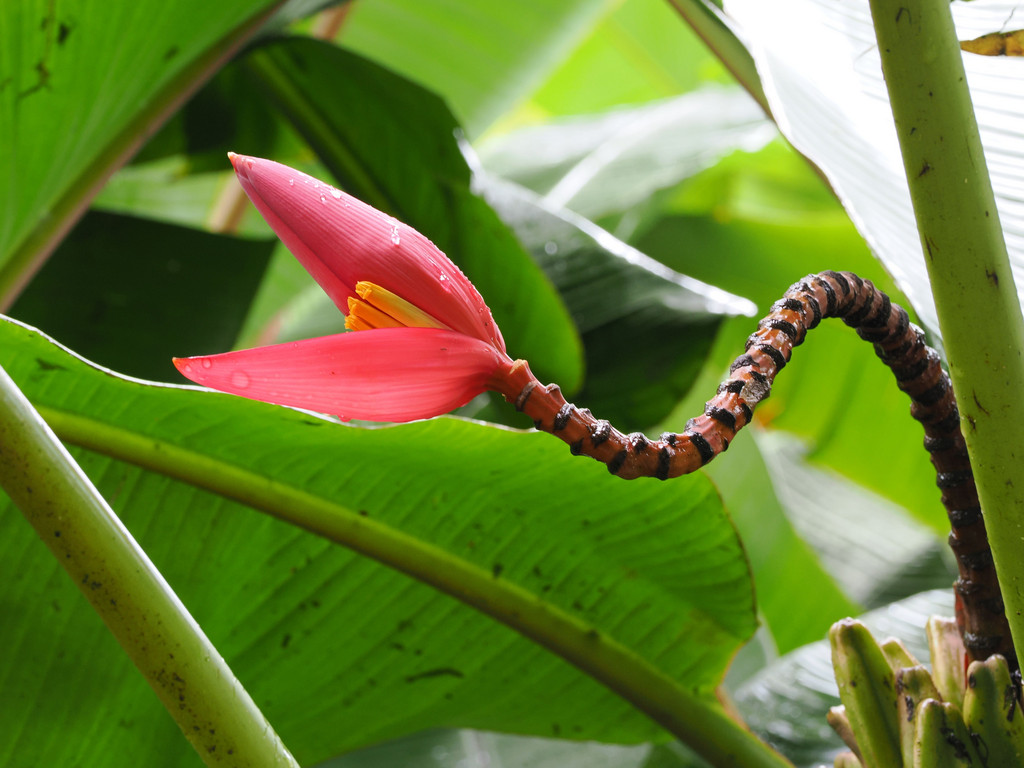 Jardin botanique Else Kientzler, San Pedro, Provincia de Alajuela, Costa Rica. 16 novembre 2024, 13:41.© Tobias Bührer 2024