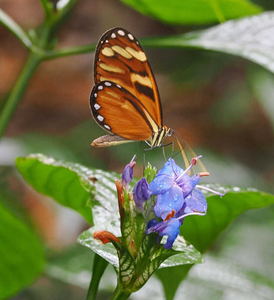 Jardin botanique Else Kientzler, San Pedro, Provincia de Alajuela, Costa Rica. 16 novembre 2024, 13:58.© Tobias Bührer 2024