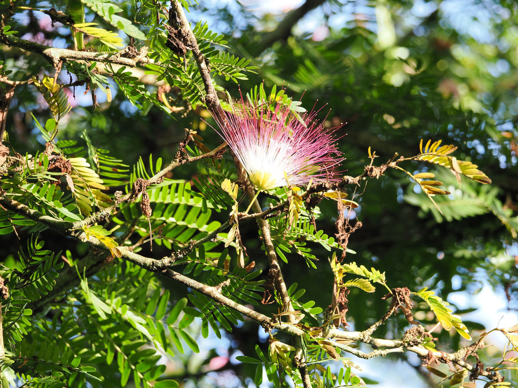 Calliandra surinamensisCahuita, Cahuita, Provincia de Limón, Costa Rica. 18 novembre 2024, 07:01.© Tobias Bührer 2024