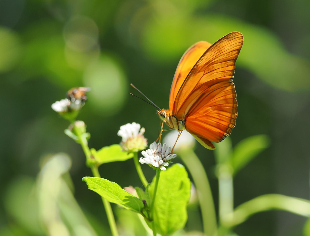 Dryas iuliaParque national de Cahuita, Cahuita, Provincia de Limón, Costa Rica. 18 novembre 2024, 09:42.© Tobias Bührer 2024