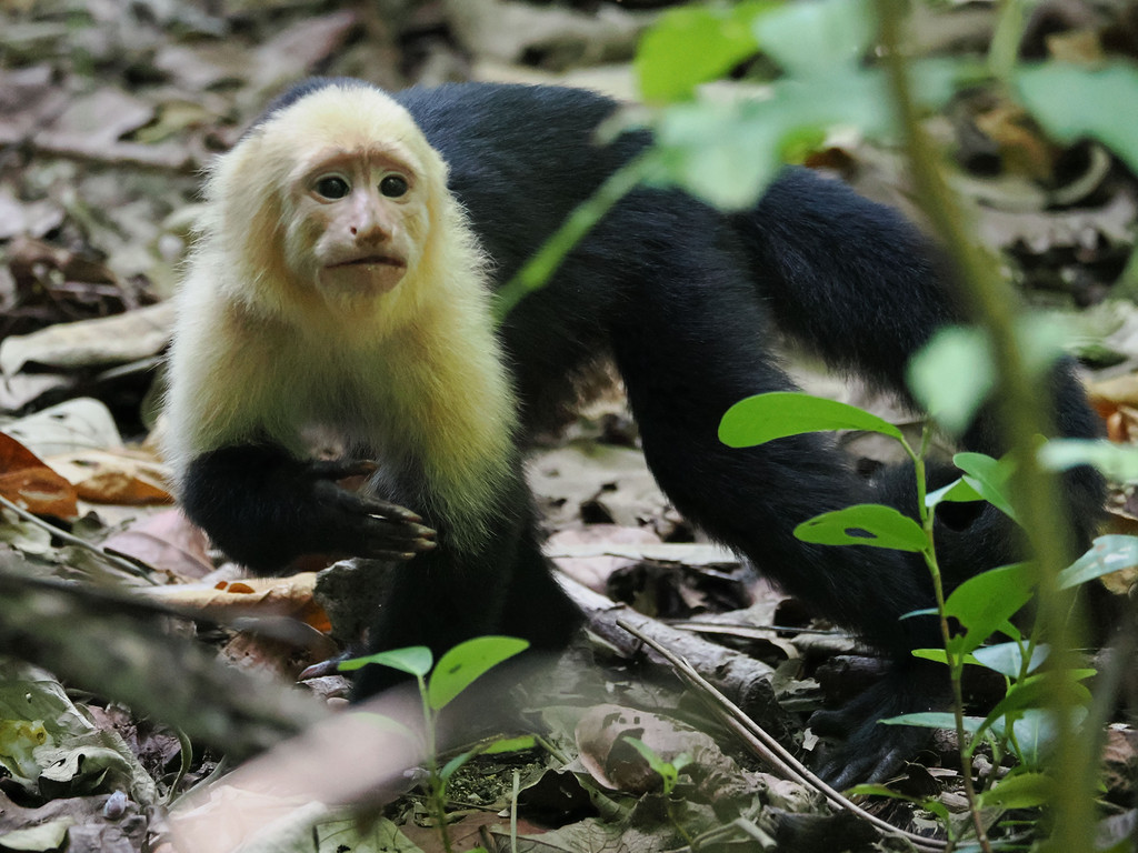 Parque national de Cahuita, Cahuita, Provincia de Limón, Costa Rica. 18 novembre 2024, 09:59.© Tobias Bührer 2024