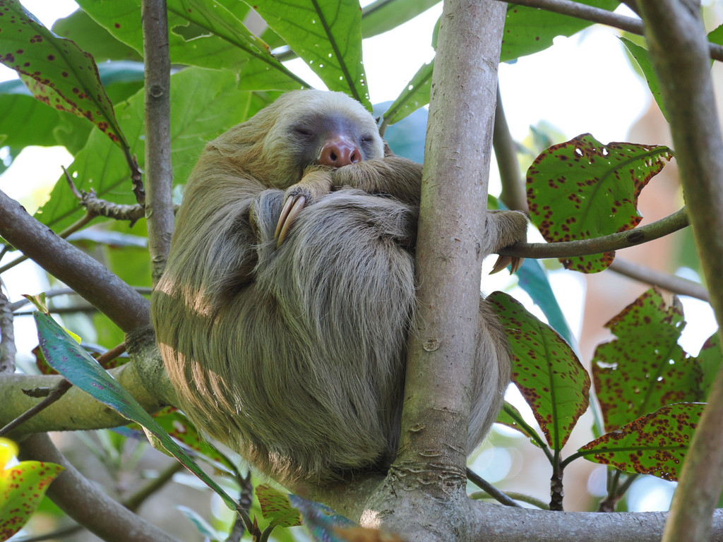 Le paresseux à deux doigts est surtout actif la nuit, alors que le paresseux à trois doigts n'a pas d'horaire préféréParque national de Cahuita, Cahuita, Provincia de Limón, Costa Rica. 18 novembre 2024, 13:34.© Tobias Bührer 2024