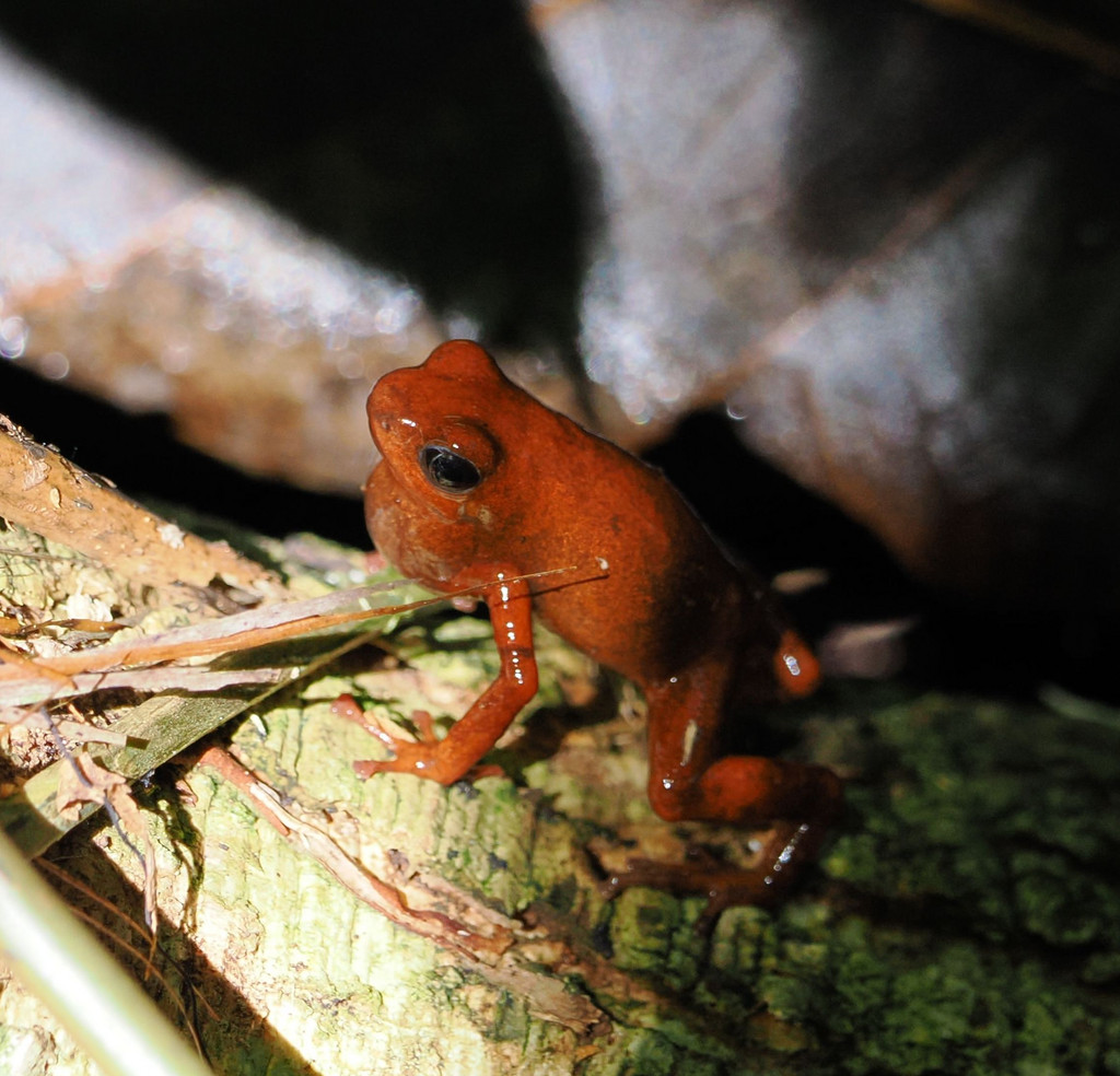 Refugio Nacional de Vida Silvestre Gandoza-Manzanillo, Sixaola, Provincia de Limón, Costa Rica. 19 novembre 2024, 08:45.© Tobias Bührer 2024