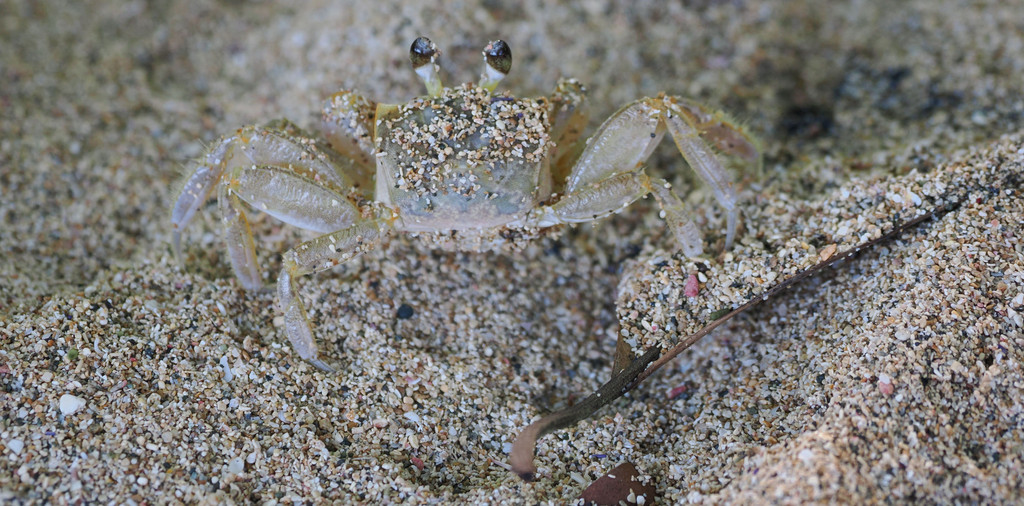 Refugio Nacional de Vida Silvestre Gandoza-Manzanillo, Sixaola, Provincia de Limón, Costa Rica. 19 novembre 2024, 09:13.© Tobias Bührer 2024