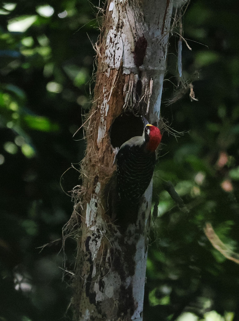 Refugio Nacional de Vida Silvestre Gandoza-Manzanillo, Sixaola, Provincia de Limón, Costa Rica. 19 novembre 2024, 09:32.© Tobias Bührer 2024