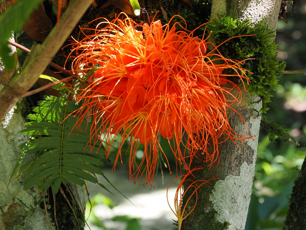 Jardin botanique CATIE, Turrialba, Provincia de Cartago, Costa Rica. 20 novembre 2024, 10:12.© Tobias Bührer 2024