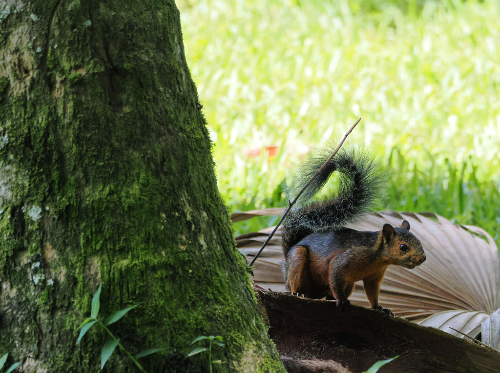 Jardin botanique CATIE, Turrialba, Provincia de Cartago, Costa Rica. 20 novembre 2024, 11:33.© Tobias Bührer 2024