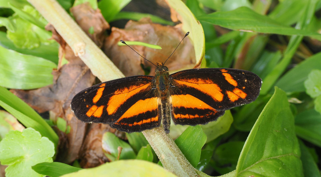 Parque Nacional Tapantí Macizo de la Muerte, Orosi, Provincia de Cartago, Costa Rica. 21 novembre 2024, 09:16.© Tobias Bührer 2024