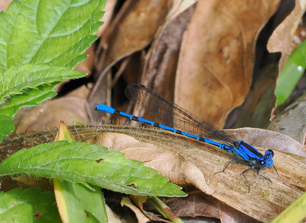 Parque Nacional Tapantí Macizo de la Muerte, Orosi, Provincia de Cartago, Costa Rica. 21 novembre 2024, 09:16.© Tobias Bührer 2024