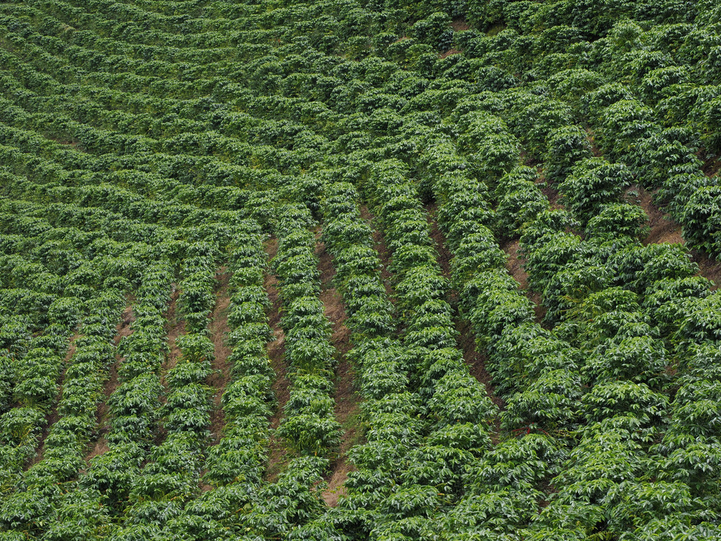 Palomas, Aguacaliente o San Francisco, Provincia de Cartago, Costa Rica. 21 novembre 2024, 12:09.© Tobias Bührer 2024