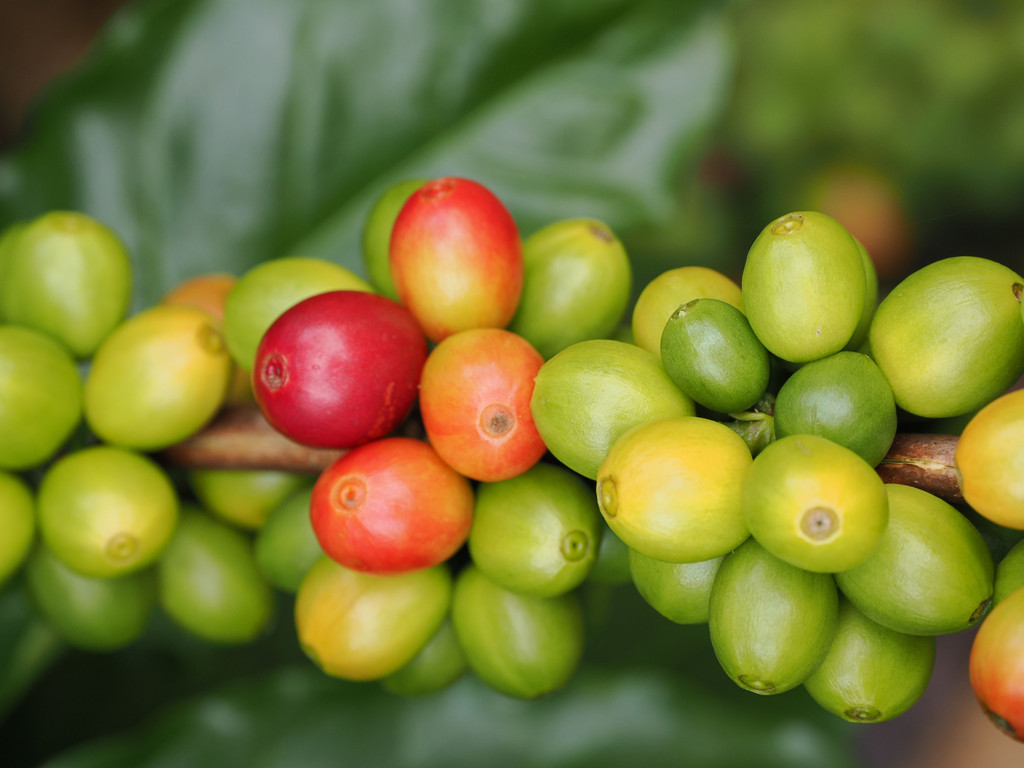 Palomas, Aguacaliente o San Francisco, Provincia de Cartago, Costa Rica. 21 novembre 2024, 12:11.© Tobias Bührer 2024