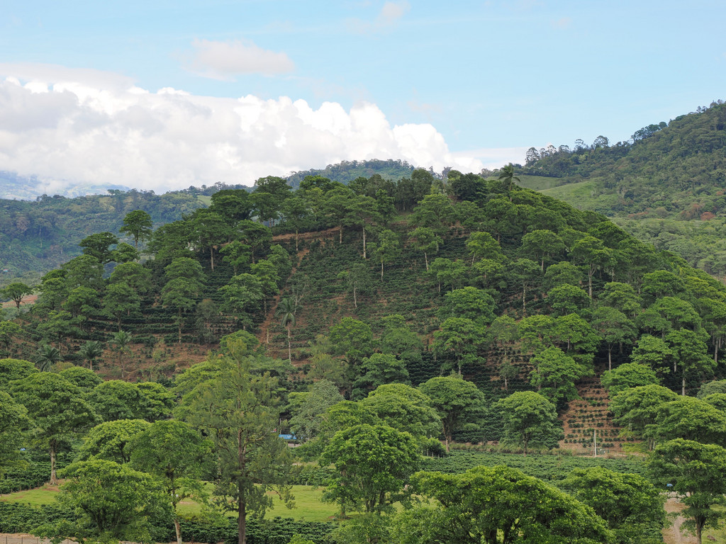 Palomas, Aguacaliente o San Francisco, Provincia de Cartago, Costa Rica. 21 novembre 2024, 12:15.© Tobias Bührer 2024