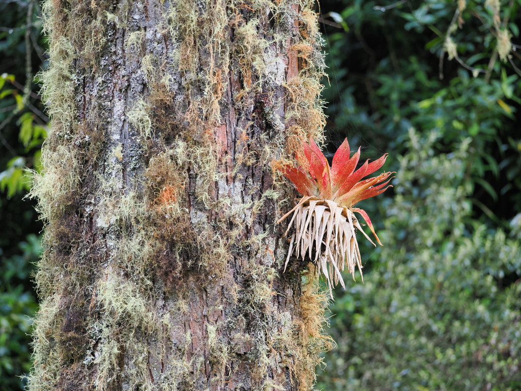 San Gerardo de Dota, Páramo, Provincia de San José, Costa Rica. 22 novembre 2024, 16:44.© Tobias Bührer 2024