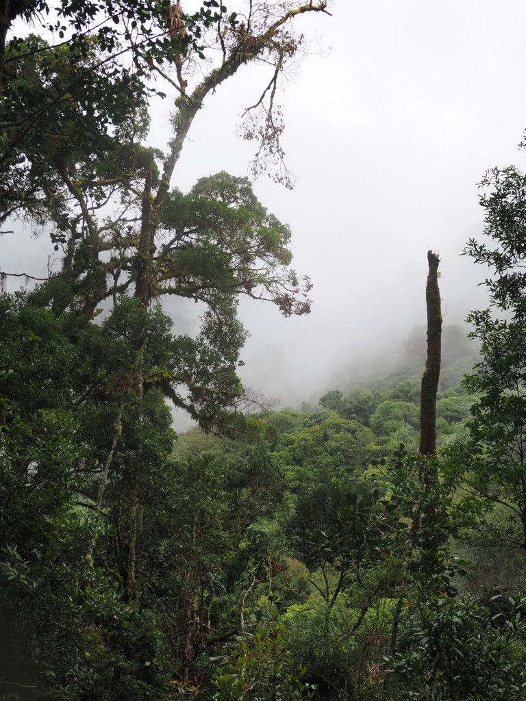 San Gerardo de Dota, Páramo, Provincia de San José, Costa Rica. 23 novembre 2024, 07:39.© Tobias Bührer 2024