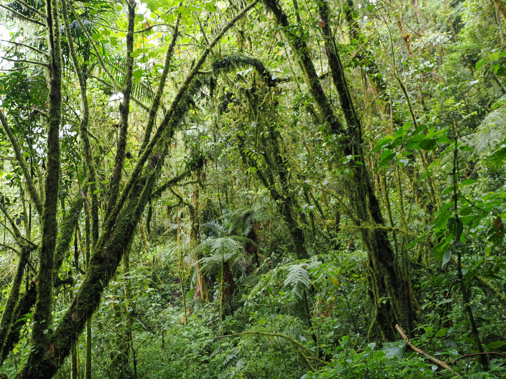 San Gerardo de Dota, Páramo, Provincia de San José, Costa Rica. 23 novembre 2024, 08:02.© Tobias Bührer 2024