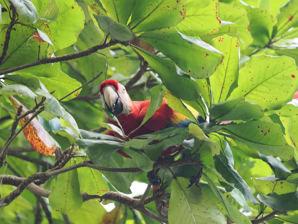 Ara macaoDominical, Barú, Provincia de San José, Costa Rica. 24 novembre 2024, 07:37.© Tobias Bührer 2024