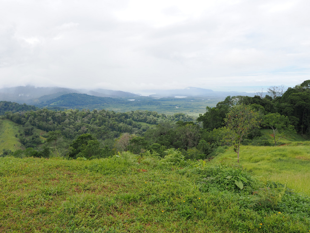 Potrero, Sierpe, Provincia de Puntarenas, Costa Rica. 25 novembre 2024, 12:30.© Tobias Bührer 2024