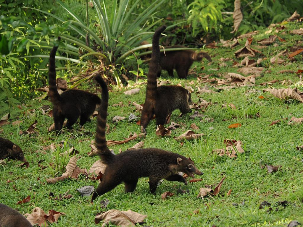 Quand elles sont en troupeau comme ça, ce sont des femellesCanaza, Puerto Jiménez, Provincia de Puntarenas, Costa Rica. 25 novembre 2024, 16:21.© Tobias Bührer 2024