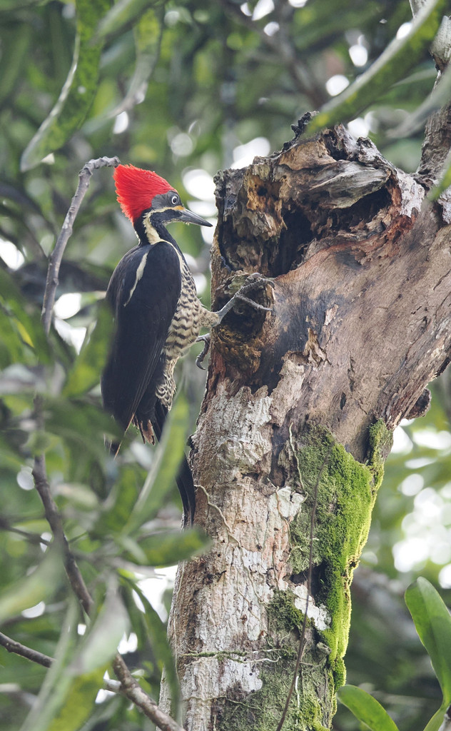 Pueblo Nuevo, Puerto Jiménez, Provincia de Puntarenas, Costa Rica. 26 novembre 2024, 08:54.© Tobias Bührer 2024