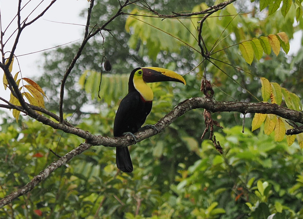 Canaza, Puerto Jiménez, Provincia de Puntarenas, Costa Rica. 26 novembre 2024, 15:46.© Tobias Bührer 2024