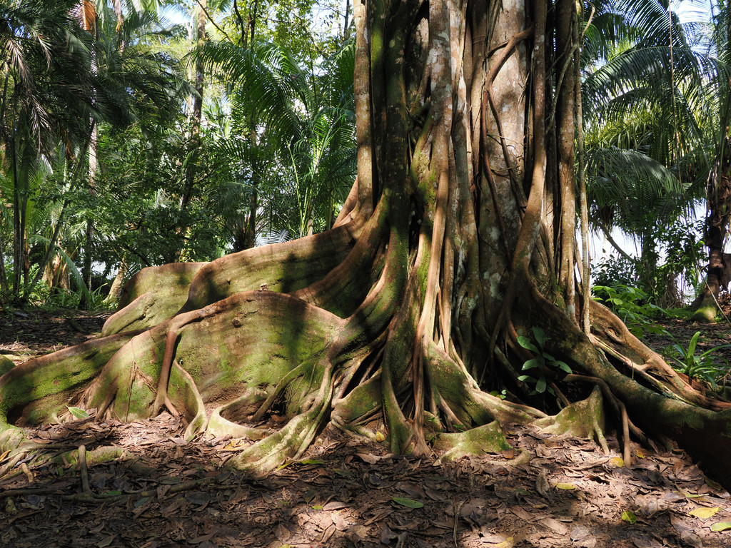 Drake, Sierpe, Provincia de Puntarenas, Costa Rica. 27 novembre 2024, 10:48.© Tobias Bührer 2024