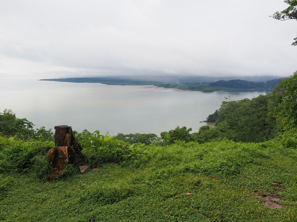 Rincón, Sierpe, Provincia de Puntarenas, Costa Rica. 29 novembre 2024, 08:19.© Tobias Bührer 2024