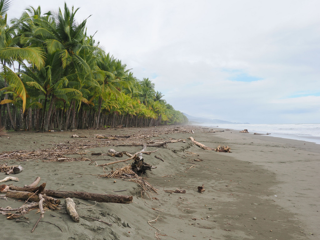 Platanillo, Savegre, Provincia de Puntarenas, Costa Rica. 29 novembre 2024, 13:22.© Tobias Bührer 2024