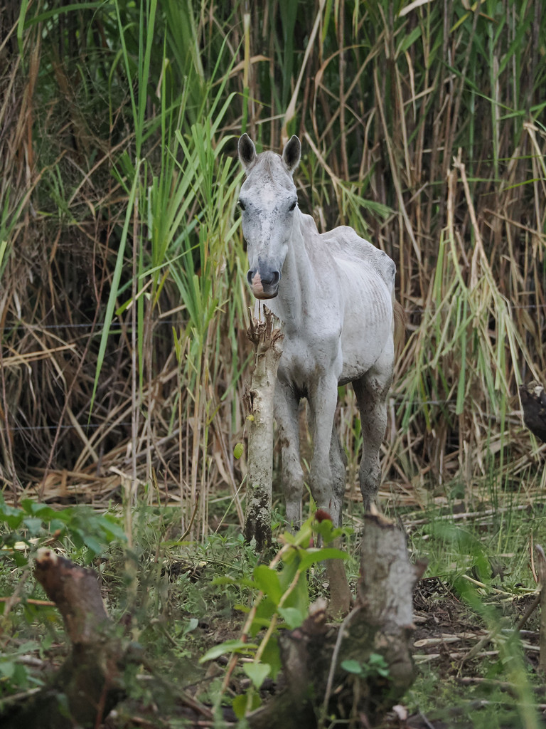 Paquita, Quepos, Provincia de Puntarenas, Costa Rica. 29 novembre 2024, 16:56.© Tobias Bührer 2024