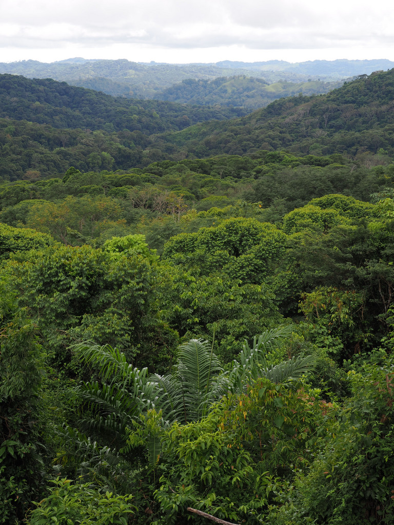 Santa Rosa, Chires, Provincia de San José, Costa Rica. 1 décembre 2024, 11:46.© Tobias Bührer 2024