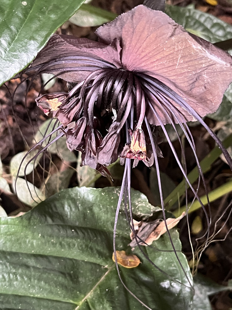 Manbiancun, Yunnan, Chine. 3 novembre 2025, 14:02.© Tobias Bührer 2025