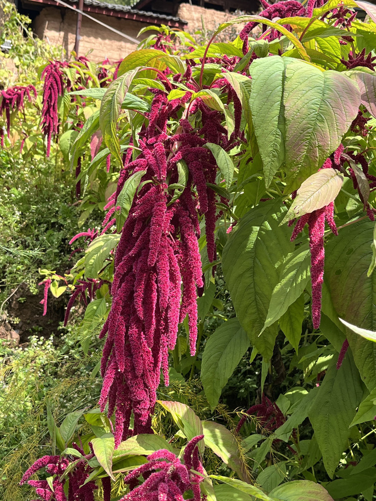 La fleur est utilisé dans la cuisineMapingguan, Yunnan, Chine. 7 novembre 2025, 12:35.© Tobias Bührer 2025