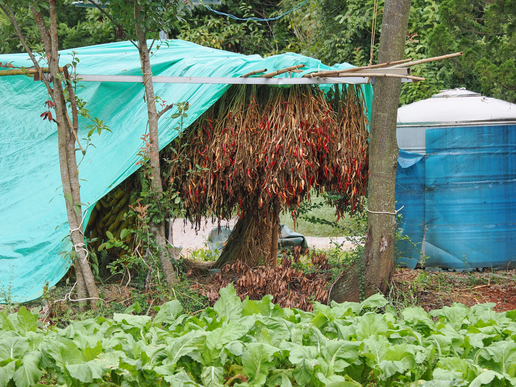 Puzhehei, Yunnan, Chine. 28 octobre 2025, 14:10.© Tobias Bührer 2025