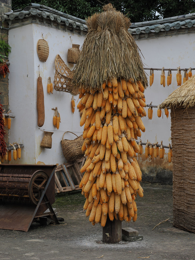 Tuanshan, Yunnan, Chine. 30 octobre 2025, 10:37.© Tobias Bührer 2025