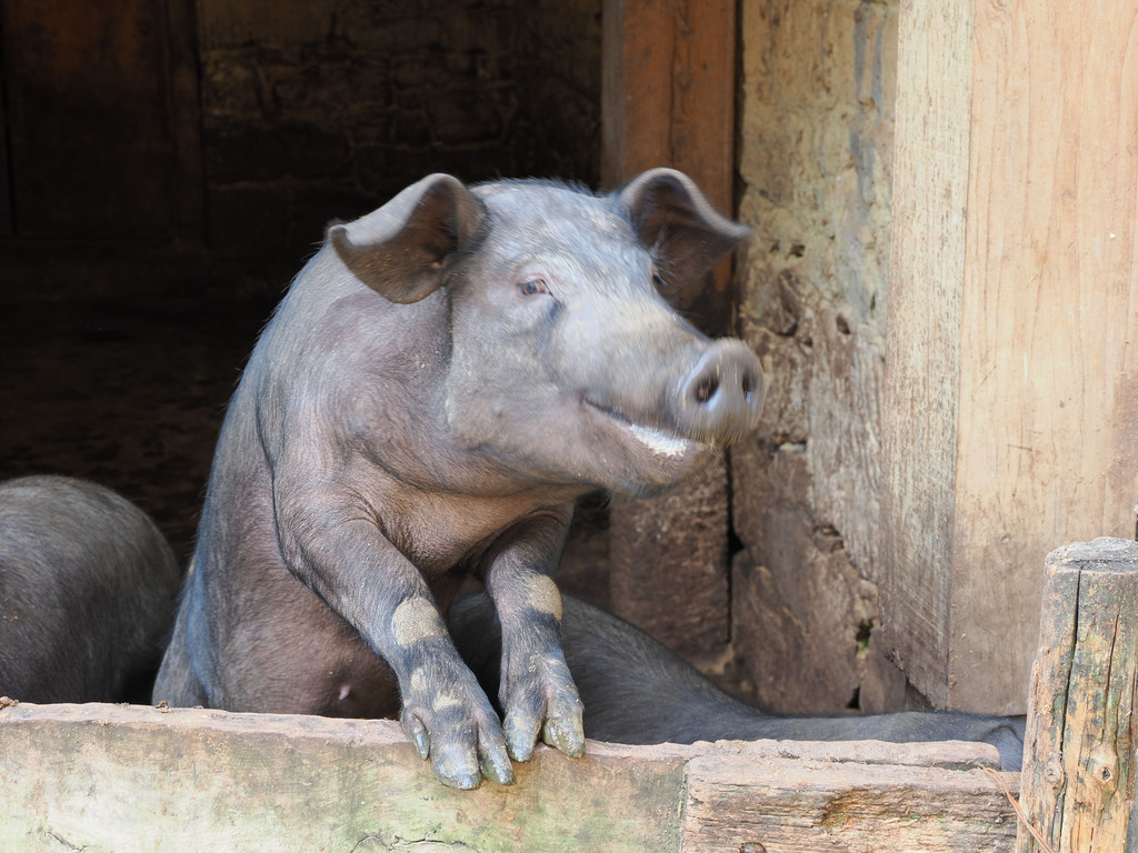 Les noirs sont pour la famille, les roses pour la venteDayutang, Yunnan, Chine. 31 octobre 2025, 14:05.© Tobias Bührer 2025