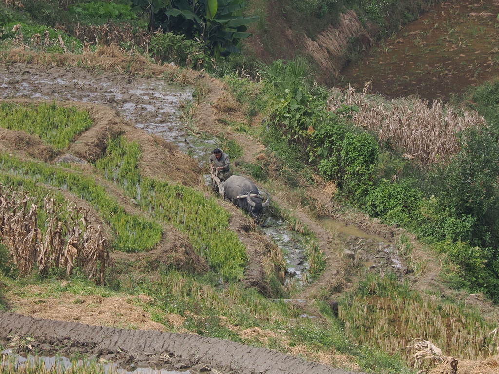Dayutang, Yunnan, Chine. 31 octobre 2025, 14:22.© Tobias Bührer 2025