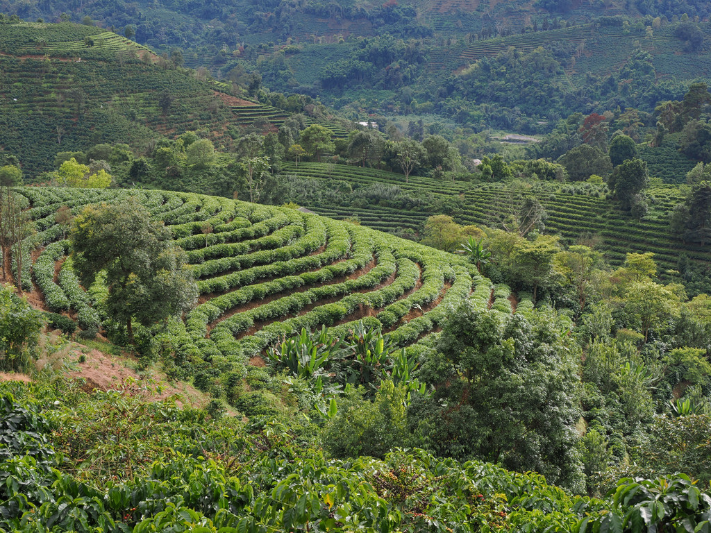 Le paysan dit que c'est une nouvelle culture pour lui (il cultive surtout du thé). Il plante 2 hectares et reçoit environ CHF 3000 à 5000 pour la réculte.Maliping, Yunnan, Chine. 1 novembre 2025, 16:01.© Tobias Bührer 2025