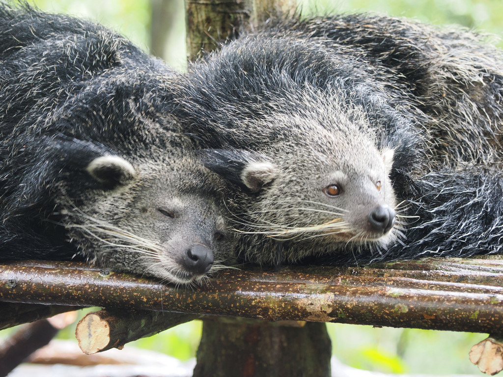 Mansahaocun, Yunnan, Chine. 2 novembre 2025, 10:43.© Tobias Bührer 2025