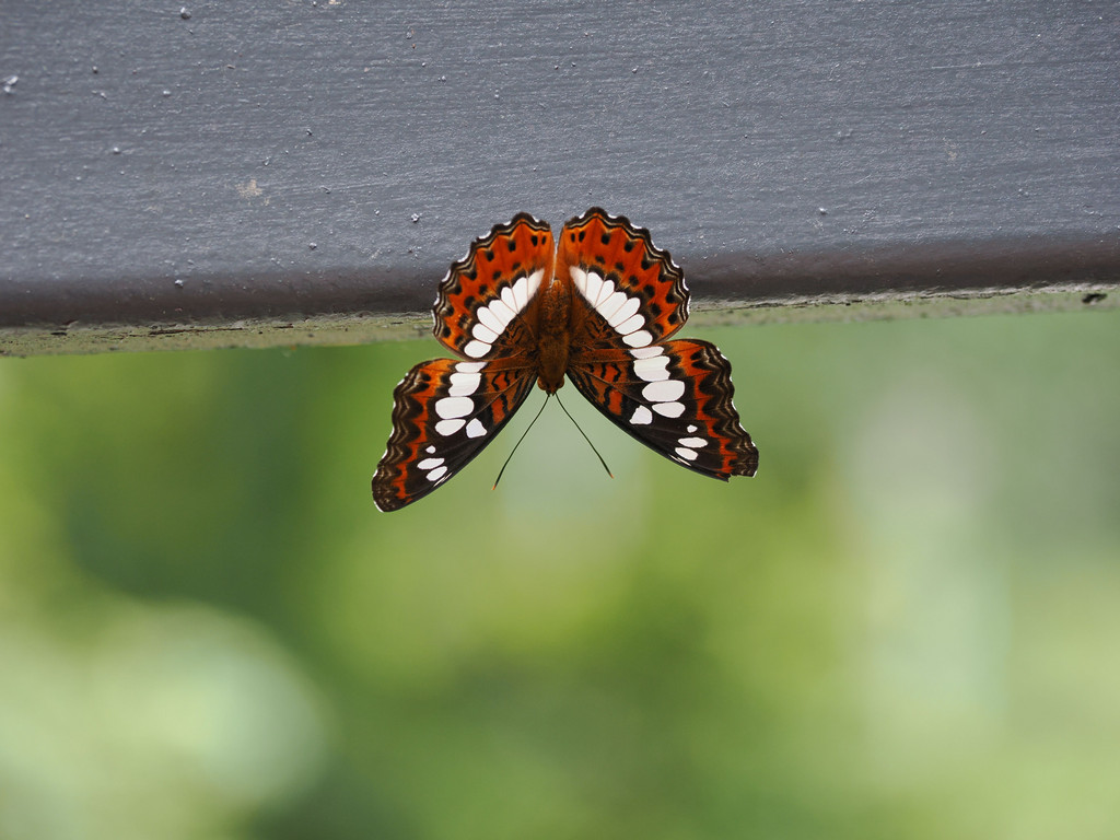 Chalin Shequ, Yunnan, Chine. 2 novembre 2025, 15:59.© Tobias Bührer 2025