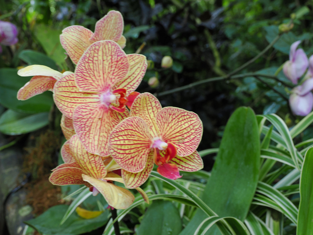 Chalin Shequ, Yunnan, Chine. 2 novembre 2025, 16:21.© Tobias Bührer 2025