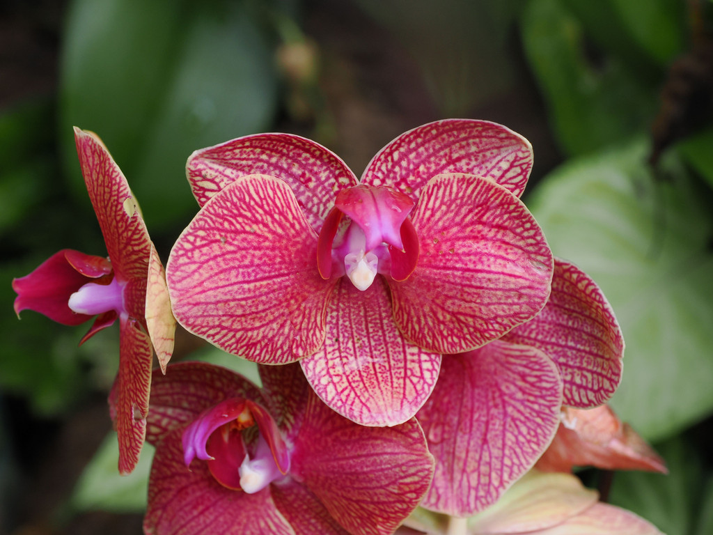 Chalin Shequ, Yunnan, Chine. 2 novembre 2025, 17:07.© Tobias Bührer 2025