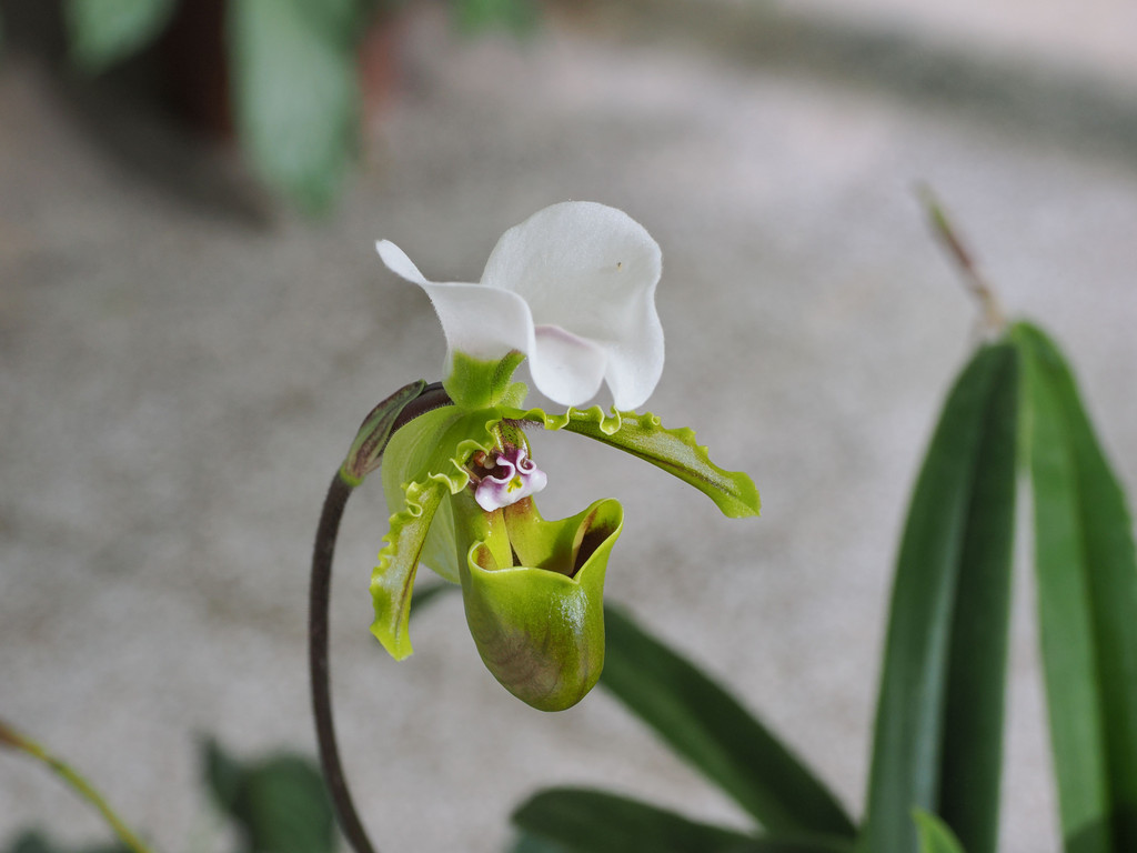 Paphiopedilum spicerianumsManbiancun, Yunnan, Chine. 3 novembre 2025, 12:28.© Tobias Bührer 2025