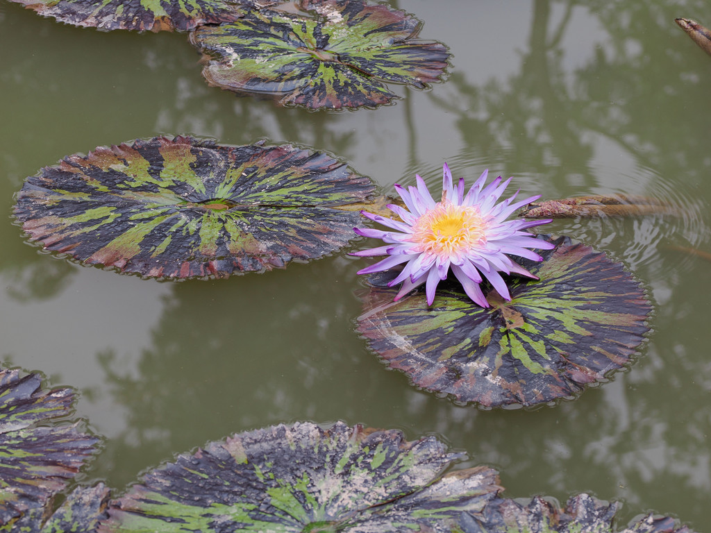 Manbiancun, Yunnan, Chine. 3 novembre 2025, 12:40.© Tobias Bührer 2025